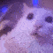 androCat emote for Discord