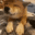 DoggoPet emote for Discord