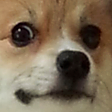 cuteassdog emote for Discord