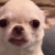 Dogs emote for Discord