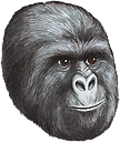 Jimmies emote for Discord