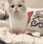 kya_hoa emote for Discord