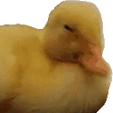 Duck_no emote for Discord