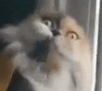 Da_Fa_Kitty emote for Discord