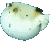 Puffy emote for Discord