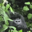 Black emote for Discord