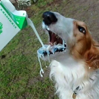 milk_dog emote for Discord