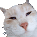 meow emote for Discord