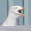SEAGULL emote for Discord
