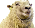 Smeep emote for Discord