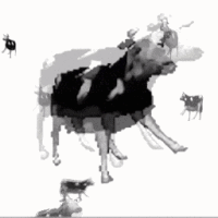 PolishCow emote for Discord