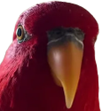 Red_Birb_Stare emote for Discord