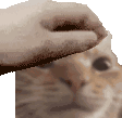 pet_feo emote for Discord