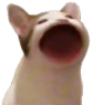 poppincat emote for Discord
