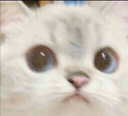 gudcat emote for Discord