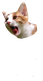 Cat_Screaming2 emote for Discord