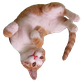 Cat_WTF emote for Discord