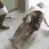 funny_dance emote for Discord