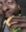 sandwich emote for Discord