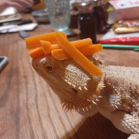 CarrotLizard emote for Discord