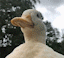 duck_hat emote for Discord