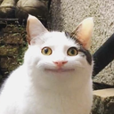 ollie emote for Discord