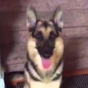 Duke emote for Discord