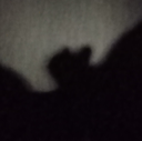shadow_nice emote for Discord