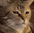 Cat_stare emote for Discord