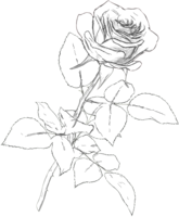 Rose_White_Draw emote for Discord