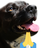 BrewDogDorime emote for Discord