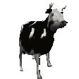 PolishCow emote for Discord