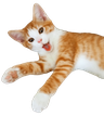 Cat_Screaming emote for Discord