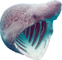 sharkpog emote for Discord