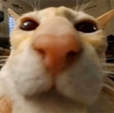 CatSniff emote for Discord