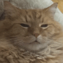 catCONFUSED emote for Discord