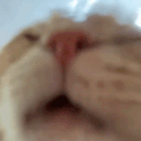 catLICK emote for Discord