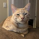 scratch_cat emote for Discord