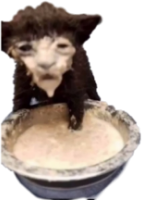 lost_in_sauce_cat emote for Discord