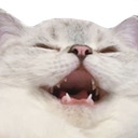 catKEK emote for Discord