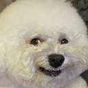 dogEh emote for Discord