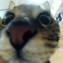 catJUMP emote for Discord