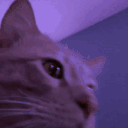 HappyCatParty emote for Discord