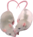 ratlove emote for Discord