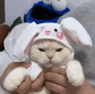 bunnykitty emote for Discord