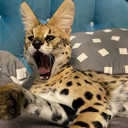 SoggaYawn emote for Discord