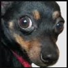 chicoscared emote for Discord