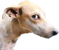 Dog_stare emote for Discord