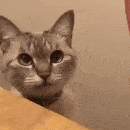Cat_highfive emote for Discord