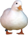 cute_duck emote for Discord